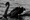 Are we living in a permanent state of "Black Swans"?